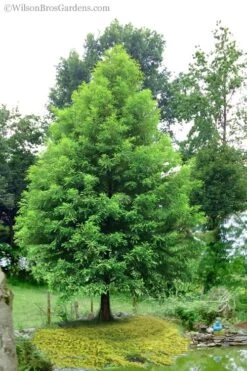Bald Cypress - Taxodium Distichum - 5 Gallon Pot