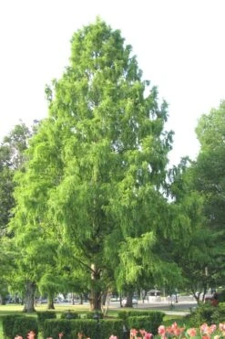 Bald Cypress Tree (Taxodium Distichum) - 3 Pack Of 1.5 Quart Pots -Garden Plant Shop Bald Cypress 3 3