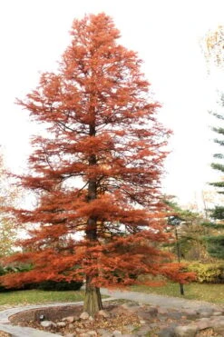 Bald Cypress - Taxodium Distichum - 3 Gallon Pot -Garden Plant Shop Bald Cypress 4 1