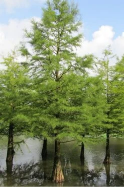 Bald Cypress - Taxodium Distichum - 5 Gallon Pot -Garden Plant Shop Bald Cypress 5 2