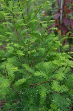 Bald Cypress Tree (Taxodium Distichum) - 1 Gallon Pot -Garden Plant Shop Bald Cypress 8