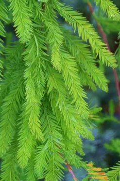 Bald Cypress Tree (Taxodium Distichum) - 1 Gallon Pot -Garden Plant Shop Bald Cypress 9