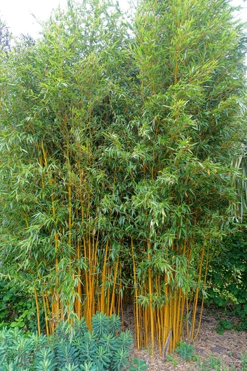 Gold Vivax Giant Timber Bamboo (Green Stripe Bamboo) - Phyllostachys Vivax 'Aureocaulis' - 3 Gallon Pot (4-6') 6 Gold Vivax Giant Timber Bamboo (Green Stripe Bamboo) - Phyllostachys Vivax 'Aureocaulis' - 3 Gallon Pot (4-6') - Image 6