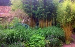 Gold Vivax Giant Timber Bamboo (Green Stripe Bamboo) - Phyllostachys Vivax 'Aureocaulis' - 3 Gallon Pot (4-6') 10 Gold Vivax Giant Timber Bamboo (Green Stripe Bamboo) - Phyllostachys Vivax 'Aureocaulis' - 3 Gallon Pot (4-6') -Garden Plant Shop Bamboo Gold Vivax 6