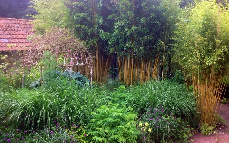Gold Vivax Giant Timber Bamboo (Green Stripe Bamboo) - Phyllostachys Vivax 'Aureocaulis' - 3 Gallon Pot (4-6') 5 Gold Vivax Giant Timber Bamboo (Green Stripe Bamboo) - Phyllostachys Vivax 'Aureocaulis' - 3 Gallon Pot (4-6') - Image 5