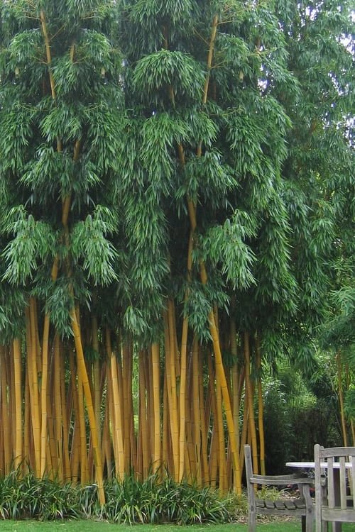 Gold Vivax Giant Timber Bamboo (Green Stripe Bamboo) - Phyllostachys Vivax 'Aureocaulis' - 3 Gallon Pot (4-6') 1 Gold Vivax Giant Timber Bamboo (Green Stripe Bamboo) - Phyllostachys Vivax 'Aureocaulis' - 3 Gallon Pot (4-6')