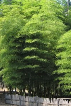 Moso Giant Bamboo (Phyllostachys Edulis 'Moso') - 3 Gallon Pot (2-4') 17 Moso Giant Bamboo (Phyllostachys Edulis 'Moso') - 3 Gallon Pot (2-4') -Garden Plant Shop Bamboo Moso 10