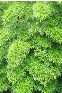 Moso Giant Bamboo (Phyllostachys Edulis 'Moso') - 3 Gallon Pot (2-4') 20 Moso Giant Bamboo (Phyllostachys Edulis 'Moso') - 3 Gallon Pot (2-4') -Garden Plant Shop Bamboo Moso 11