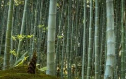 Moso Giant Bamboo (Phyllostachys Edulis 'Moso') - 3 Gallon Pot (2-4') 16 Moso Giant Bamboo (Phyllostachys Edulis 'Moso') - 3 Gallon Pot (2-4') -Garden Plant Shop Bamboo Moso 24