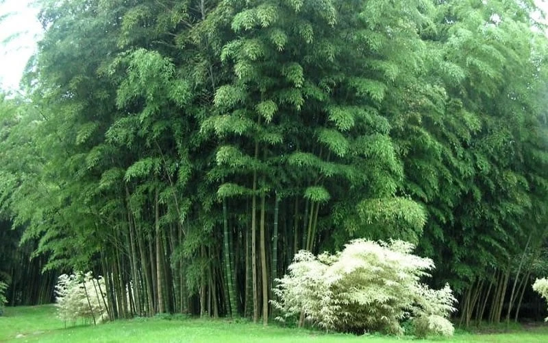 Moso Giant Bamboo (Phyllostachys Edulis 'Moso') - 3 Gallon Pot (2-4') 8 Moso Giant Bamboo (Phyllostachys Edulis 'Moso') - 3 Gallon Pot (2-4') - Image 8