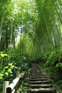 Moso Giant Bamboo (Phyllostachys Edulis 'Moso') - 3 Gallon Pot (2-4') 22 Moso Giant Bamboo (Phyllostachys Edulis 'Moso') - 3 Gallon Pot (2-4') -Garden Plant Shop Bamboo Moso 9