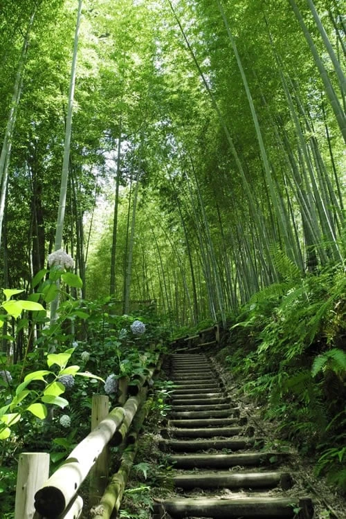 Moso Giant Bamboo (Phyllostachys Edulis 'Moso') - 3 Gallon Pot (2-4') 11 Moso Giant Bamboo (Phyllostachys Edulis 'Moso') - 3 Gallon Pot (2-4') - Image 11