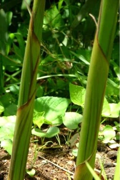 Red Margin Bamboo - Phyllostachys Rubromarginata - 3 Gallon Pot (4-6') 11 Red Margin Bamboo - Phyllostachys Rubromarginata - 3 Gallon Pot (4-6') -Garden Plant Shop Bamboo Red Margin 11