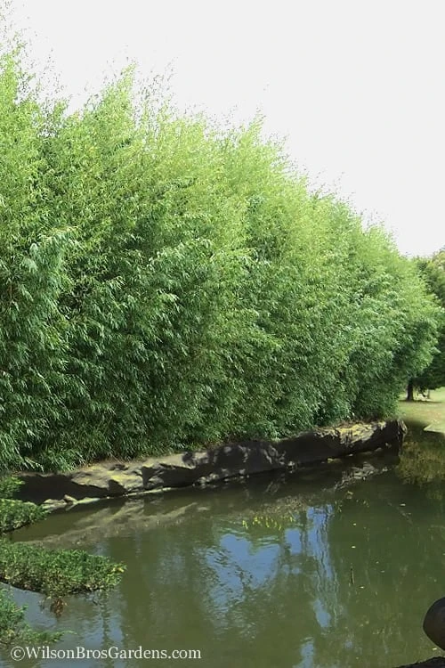 Red Margin Bamboo - Phyllostachys Rubromarginata - 3 Gallon Pot (4-6') 5 Red Margin Bamboo - Phyllostachys Rubromarginata - 3 Gallon Pot (4-6') - Image 5