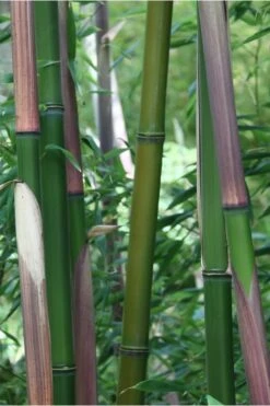 Red Margin Bamboo - Phyllostachys Rubromarginata - 3 Gallon Pot (4-6') 9 Red Margin Bamboo - Phyllostachys Rubromarginata - 3 Gallon Pot (4-6') -Garden Plant Shop Bamboo Red Margin 500x750 1
