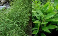Ruscus Bamboo (Shibataea Kumasaca) - 1 Gallon Pot -Garden Plant Shop Bamboo Ruscus 1