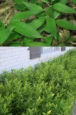 Ruscus Bamboo (Shibataea Kumasaca) - 1 Gallon Pot -Garden Plant Shop Bamboo Ruscus 500x750 1