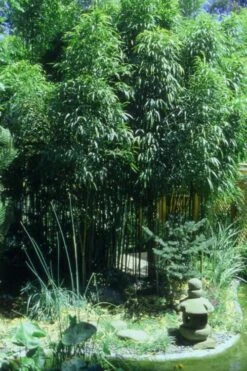 Golden Square Stem Bamboo (Chimonobambusa Quadrangularis 'Suow') - 3 Gallon Pot -Garden Plant Shop Bamboo Square 4