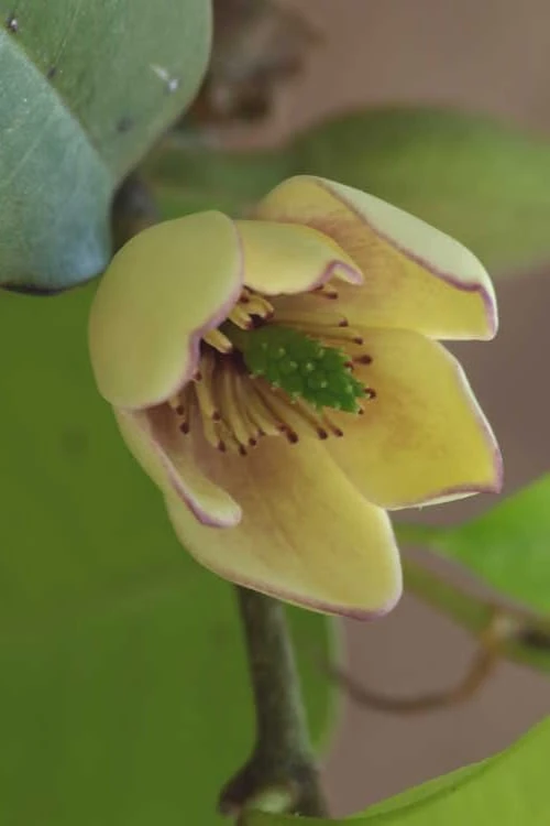 Everblooming Banana Shrub - Michelia Figo 'Hagiwara' - 3 Gallon Pot 1 Everblooming Banana Shrub - Michelia Figo 'Hagiwara' - 3 Gallon Pot