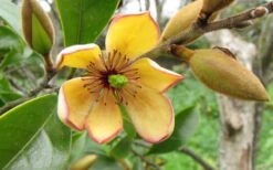 Banana Shrub - 1 Gallon Pot -Garden Plant Shop Banana Shrub Flower Closeup 2