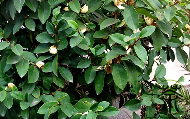 Banana Shrub - 7 Gallon Pot (4-5') 7 Banana Shrub - 7 Gallon Pot (4-5') - Image 7