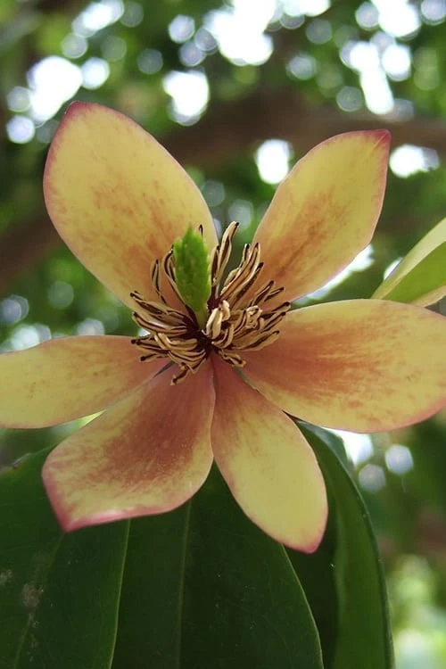 Banana Shrub - 6 Pack Of 1 Gallon Pots 1 Banana Shrub - 6 Pack Of 1 Gallon Pots