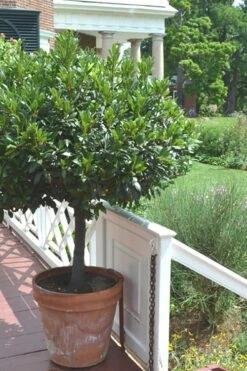Bay Laurel (Sweet Bay) - Laurus Nobilis - 3 Gallon Pot 15 Bay Laurel (Sweet Bay) - Laurus Nobilis - 3 Gallon Pot -Garden Plant Shop Bay Laurel 10