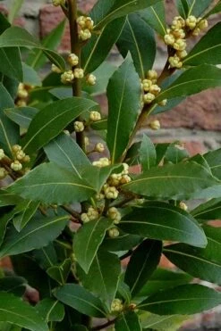 Bay Laurel (Sweet Bay) - Laurus Nobilis - 6 Pack Of 1 Gallon Pots -Garden Plant Shop Bay Laurel 2 1