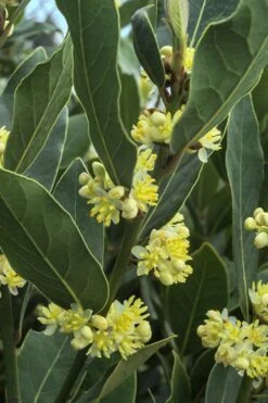 Bay Laurel (Sweet Bay) - Laurus Nobilis - 6 Pack Of 1 Gallon Pots -Garden Plant Shop Bay Laurel 3 1