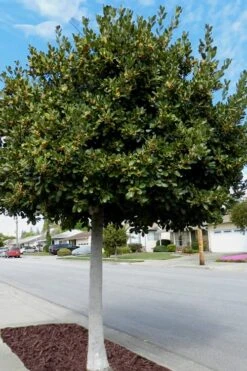 Bay Laurel (Sweet Bay) - Laurus Nobilis - 6 Pack Of 1 Gallon Pots -Garden Plant Shop Bay Laurel 5 1