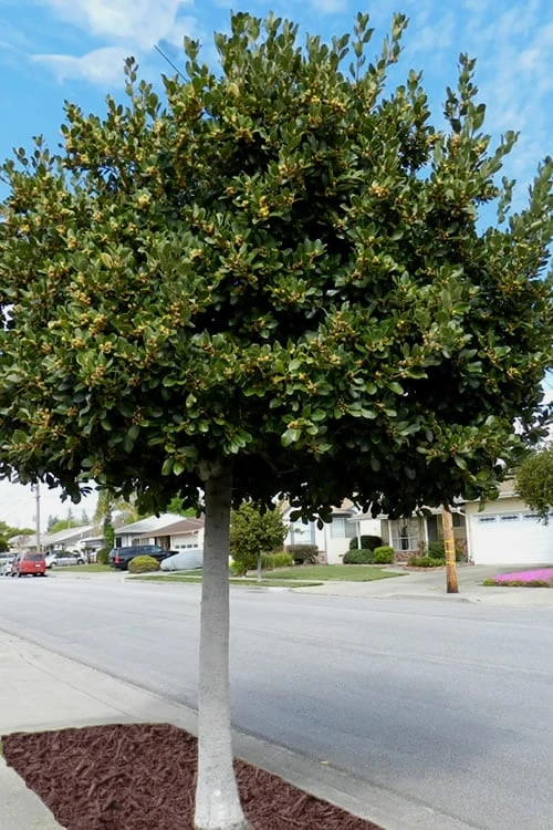 Bay Laurel (Sweet Bay) - Laurus Nobilis - 3 Gallon Pot 5 Bay Laurel (Sweet Bay) - Laurus Nobilis - 3 Gallon Pot - Image 5