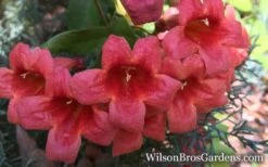 Shalimar Red Crossvine - Bignonia Capreolata - 2 Gallon Pot -Garden Plant Shop Bignonia Crossvine Shalimar Red 1