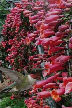 Shalimar Red Crossvine - Bignonia Capreolata - 3 Gallon Pot -Garden Plant Shop Bignonia Shalimar Red 20