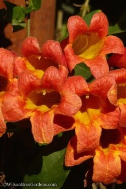 Tangerine Beauty Crossvine Bignonia - 3 Gallon Pot -Garden Plant Shop Bignonia Tangerine Beauty 20 2