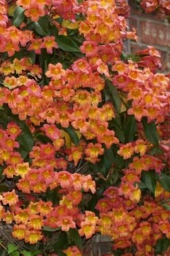 Tangerine Beauty Crossvine Bignonia - 1 Gallon Pot -Garden Plant Shop Bignonia Tangerine Beauty 24
