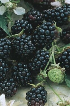 Apache Thornless Blackberry - 2 Gallon Pot 7 Apache Thornless Blackberry - 2 Gallon Pot -Garden Plant Shop Blackberry Apache BS