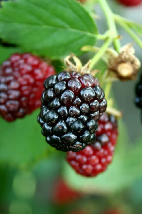 Arapaho Thornless Blackberry - 6 Pack Of 1 Gallon Pots 1 Arapaho Thornless Blackberry - 6 Pack Of 1 Gallon Pots