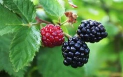 Arapaho Thornless Blackberry - 1 Gallon Pot 7 Arapaho Thornless Blackberry - 1 Gallon Pot -Garden Plant Shop Blackberry Arapaho Thornless