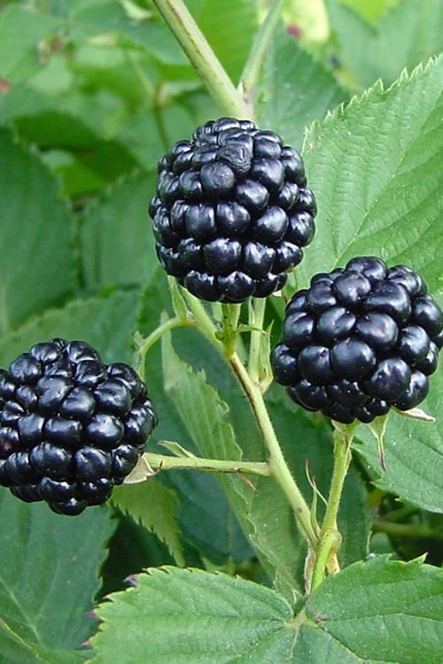 Natchez Thornless Blackberry - 1 Gallon Pot 1 Natchez Thornless Blackberry - 1 Gallon Pot
