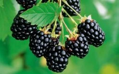 Navaho Thornless Blackberry - 6 Pack Of 1 Gallon Pots 8 Navaho Thornless Blackberry - 6 Pack Of 1 Gallon Pots -Garden Plant Shop Blackberry Navaho 2