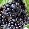 Ouachita Thornless Blackberry - 1 Gallon Pot