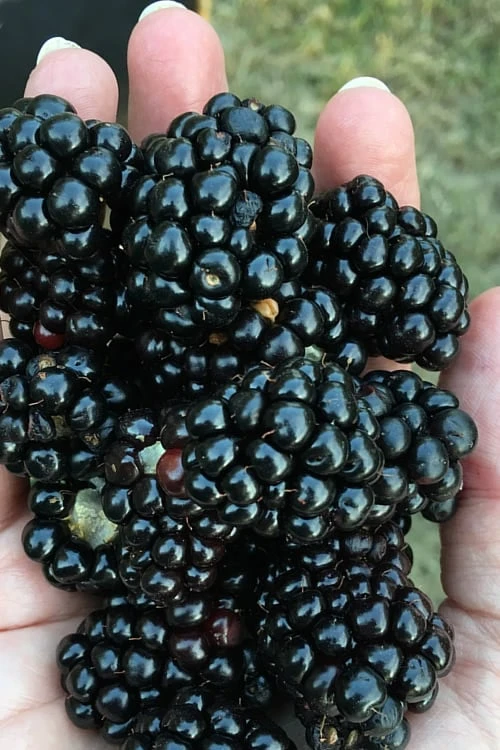 Prime Ark Freedom Blackberry Plant - 2 Gallon Pot 1 Prime Ark Freedom Blackberry Plant - 2 Gallon Pot