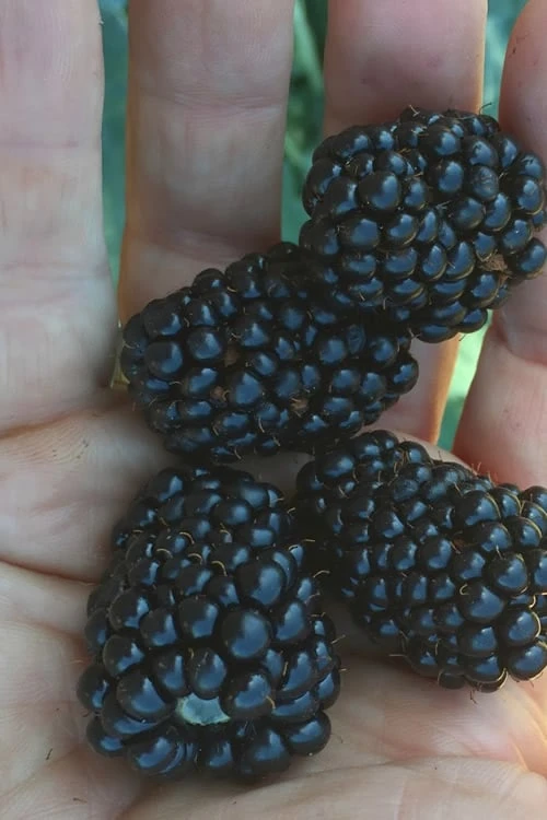 Prime Ark Traveler Blackberry Plant - 1 Gallon Pot 1 Prime Ark Traveler Blackberry Plant - 1 Gallon Pot