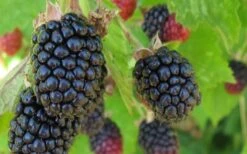 Triple Crown Thornless Blackberry Plant - 1 Gallon Pot -Garden Plant Shop Blackberry Triple Crown 1