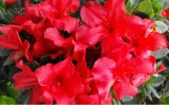 Fireside Red Bloom 'N Again Azalea - 2 Gallon Pot -Garden Plant Shop Bloom N Again Azalea Fireside Red