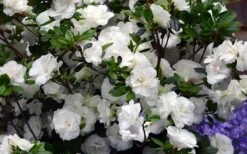 Snowball Bloom 'N Again Azalea - 2 Gallon Pot -Garden Plant Shop Bloom N Again Azalea Snowball
