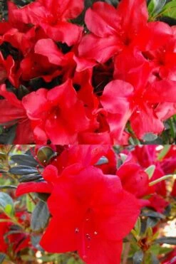 Fireside Red Bloom 'N Again Azalea - 2 Gallon Pot -Garden Plant Shop Bloom N Again Fireside Red 1 500x750 1