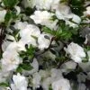 Snowball Bloom 'N Again Azalea - 6 Pack Of 1 Gallon Pots