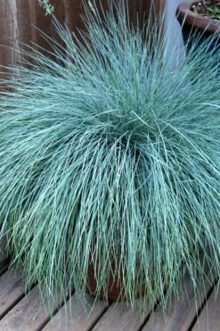 Beyond Blue Festuca (Fescue) - 3 Pack Of Quart Pots -Garden Plant Shop Blue Fescue Beyond Blue 21 2