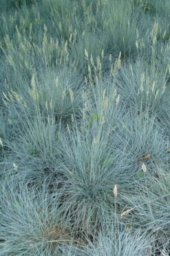 Beyond Blue Festuca (Fescue) - 3 Pack Of Quart Pots -Garden Plant Shop Blue Fescue Beyond Blue 22